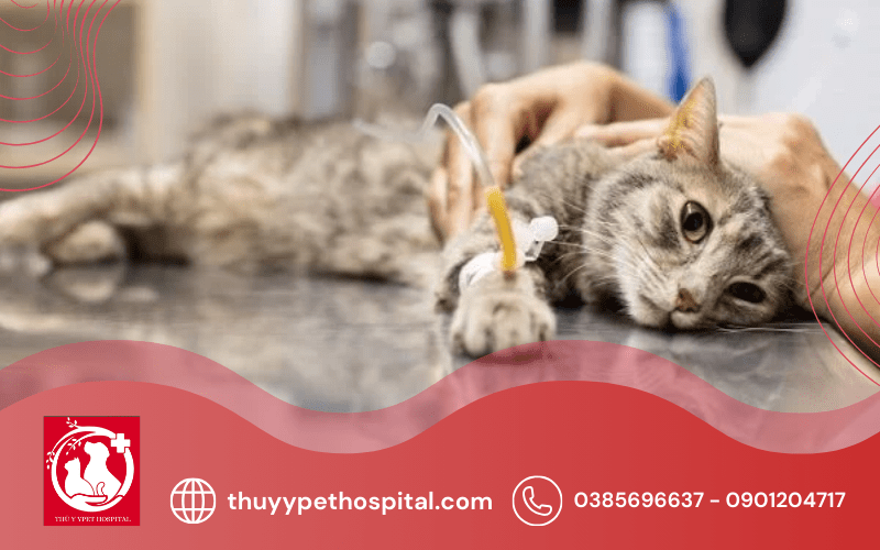 Dịch vụ xổ giun sán định kỳ cho thú cưng tại Bình Thạnh HCM
