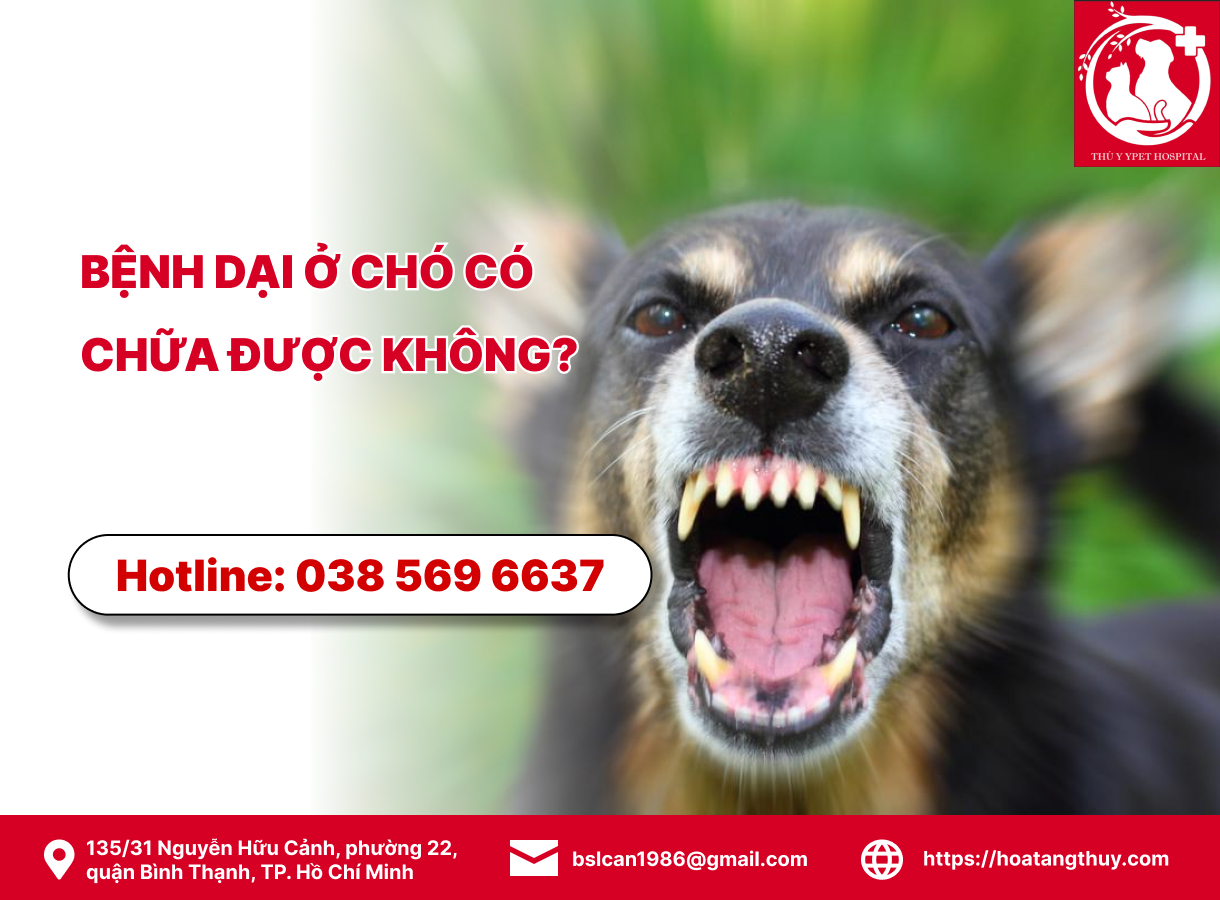 Bệnh dại ở chó có chữa được không? Tìm hiểu về nguy cơ, biểu hiện và cách phòng tránh