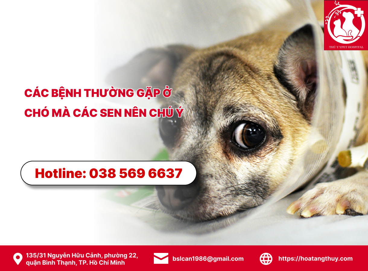 Các bệnh thường gặp ở chó mà các Sen nên chú ý