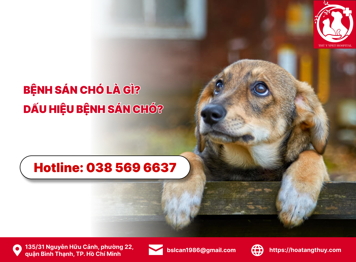Bệnh Sán Chó là Gì? Dấu Hiệu Bệnh Sán Chó và Cách Điều Trị