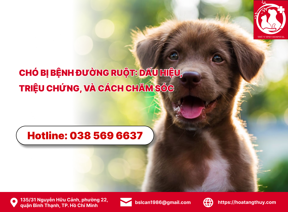 Chó bị bệnh đường ruột: dấu hiệu, triệu chứng, và cách chăm sóc