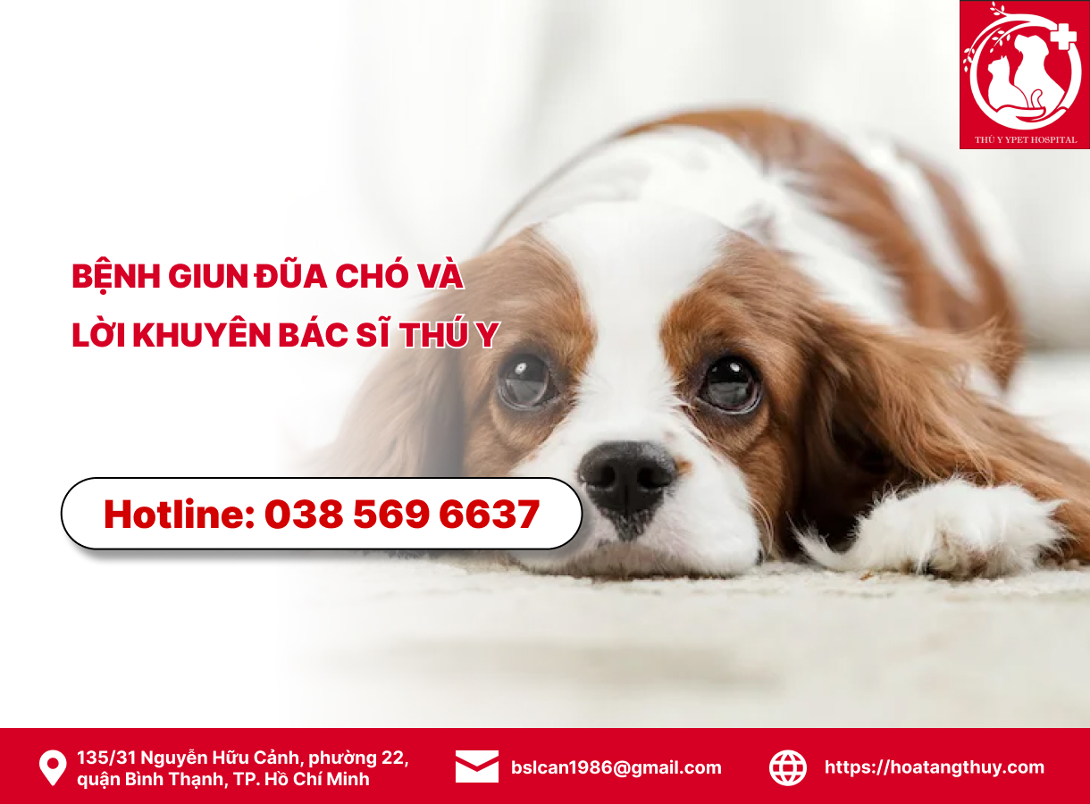 Bệnh giun đũa chó và lời khuyên bác sĩ thú y