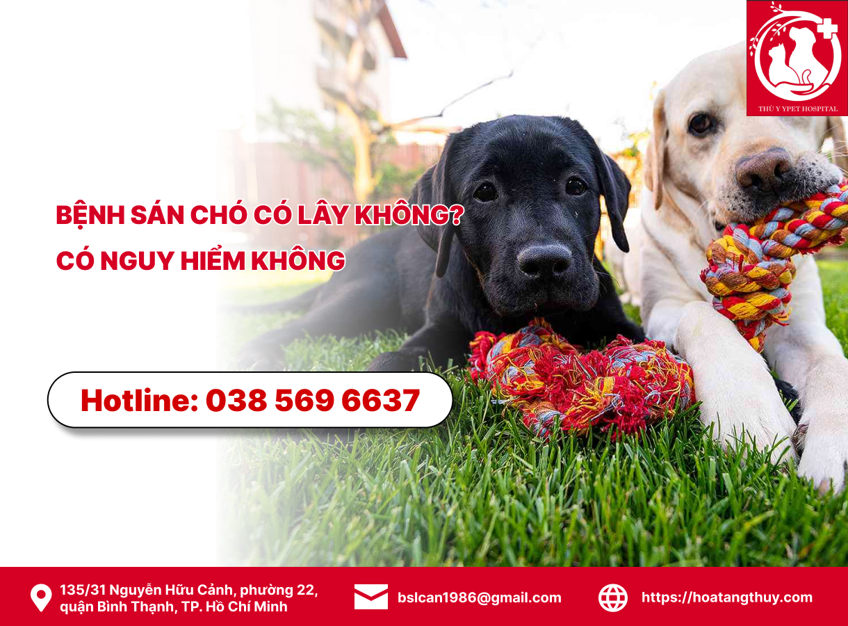 Bệnh sán chó có lây không? có nguy hiểm không