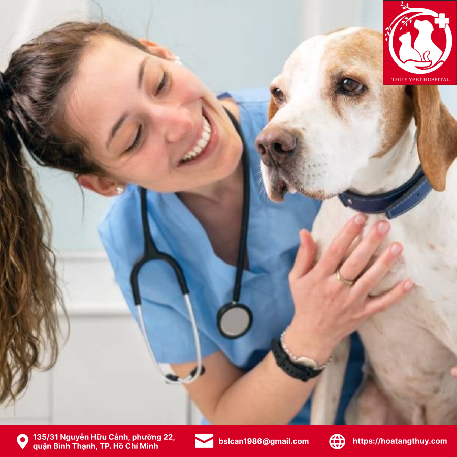 CHÓ BỊ TIÊU CHẢY KHÔNG NÊN ĂN GÌ - TRÁNH XA CÁC MÓN NÀY NGAY NHÉ