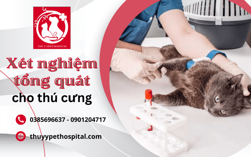 Giới thiệu địa chỉ xét nghiệm tổng quát cho thú cưng tại nhà