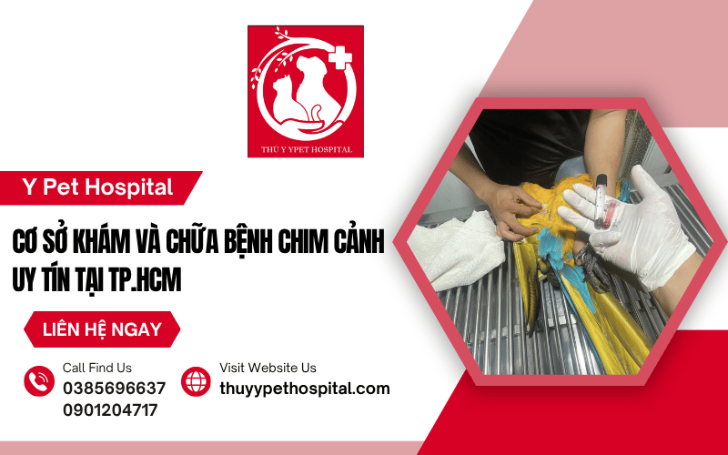Y Pet Hospital – Cơ sở khám và chữa bệnh chim cảnh uy tín tại TP.HCM