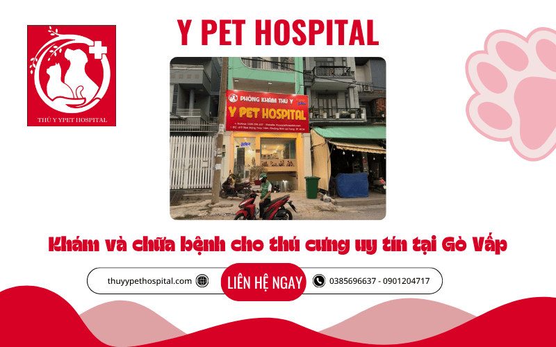 Y Pet Hospital – khám và chữa bệnh cho thú cưng uy tín tại Gò Vấp 