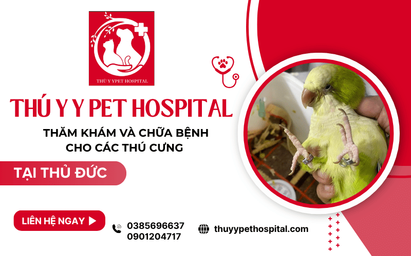 Thú y Y Pet Hospital – Thăm khám và chữa bệnh cho các thú cưng tại Thủ Đức