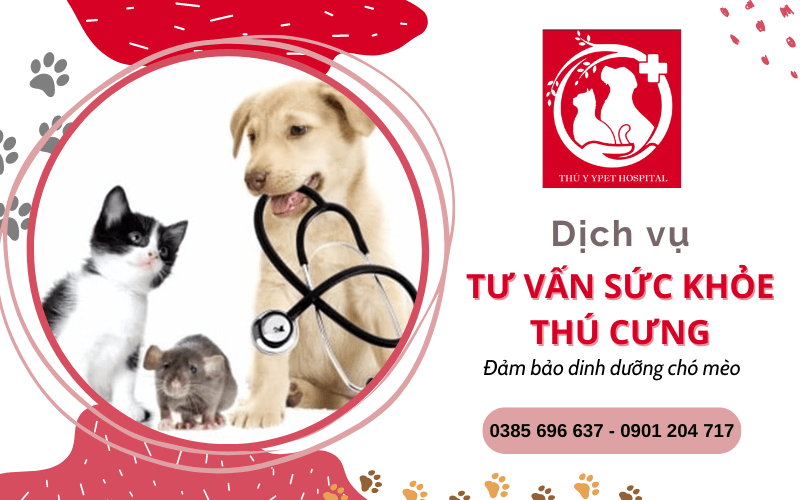 Khám phá dịch vụ tư vấn sức khỏe thú cưng, đảm bảo dinh dưỡng chó mèo