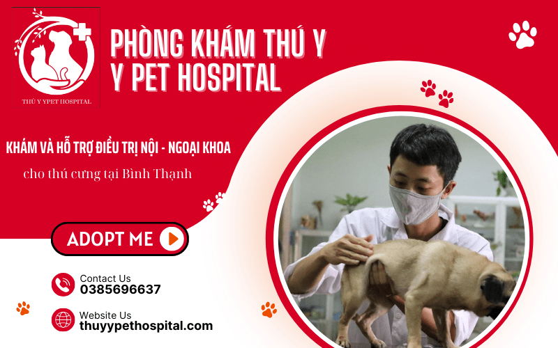 Khám và hỗ trợ điều trị nội - ngoại khoa cho thú cưng tại Bình Thạnh TPHCM