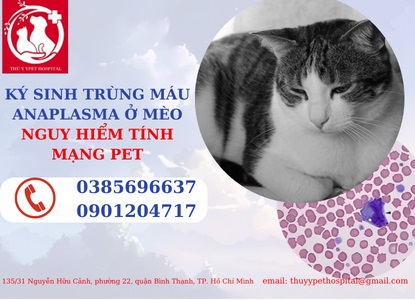 Ký sinh trùng máu anaplasma ở mèo nguy hiểm tính mạng Pet