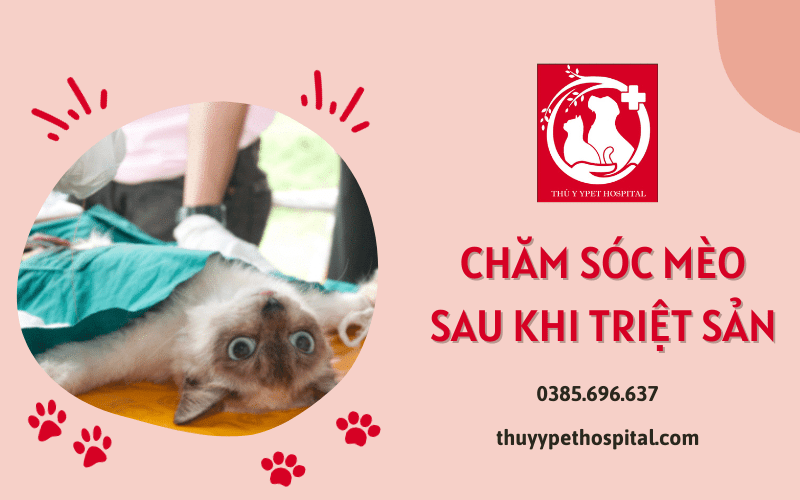 Những điều cần lưu ý về cách chăm sóc mèo sau khi triệt sản