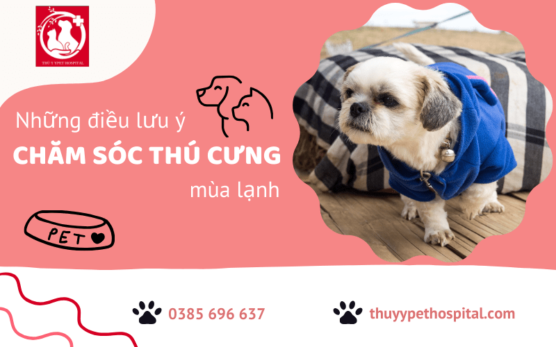 Những vấn đề xoay quanh chăm sóc thú cưng mùa lạnh chủ vật nuôi cần nắm