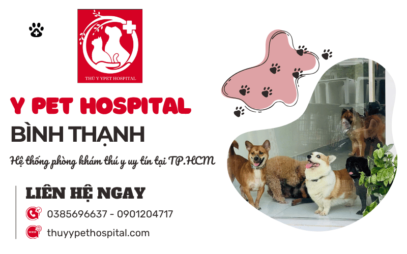 Y Pet Hospital - Hệ thống phòng khám thú y uy tín tại Bình Thạnh TP.HCM