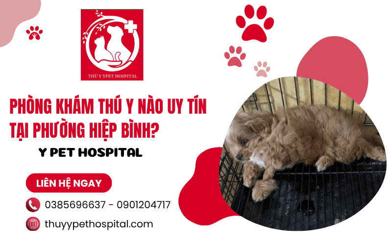 Phòng khám thú y nào uy tín tại phường Hiệp Bình? Y Pet Hospital
