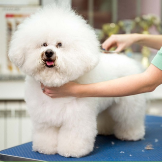 Dịch vụ spa và grooming cho thú cưng
