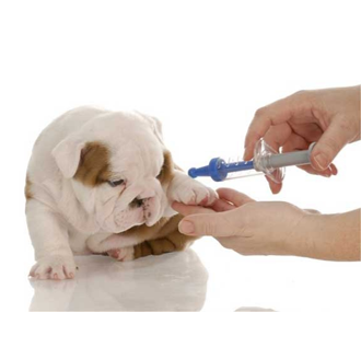 DỊCH VỤ TIÊM PHÒNG VẮC XIN CHO THÚ CƯNG