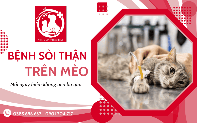 Tìm hiểu về bệnh sỏi thận ở mèo - Mối nguy hiểm không nên bỏ qua