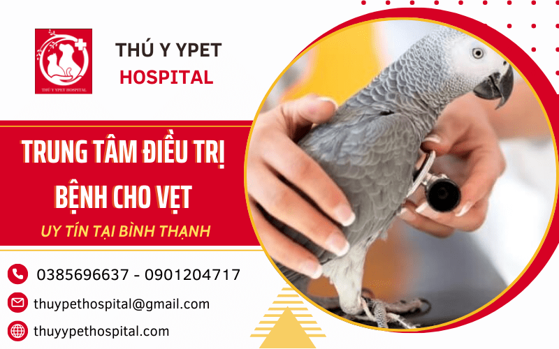 Trung tâm điều trị bệnh cho vẹt uy tín tại Bình Thạnh