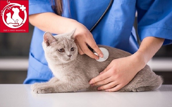 CẤP CỨU CHÓ MÈO / CẤP CỨU THÚ CƯNG TPHCM ĐẾN 12H ĐÊM