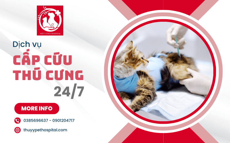Ypet Hospital chuyên dịch vụ cấp cứu thú cưng 24/7