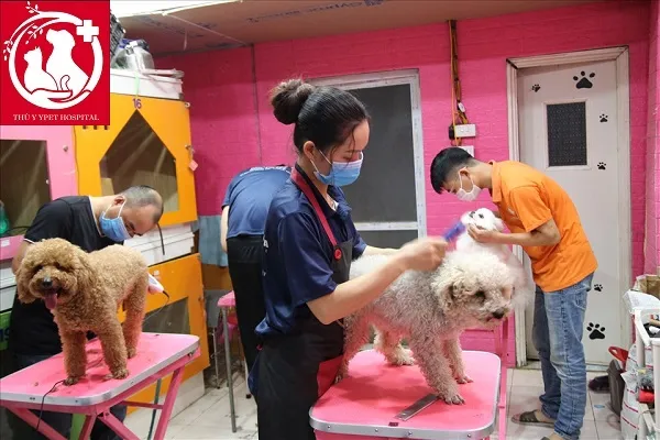 Dịch vụ spa và grooming cho thú cưng