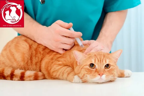 Bệnh hô hấp cấp tính mèo (Feline Calicivirus)