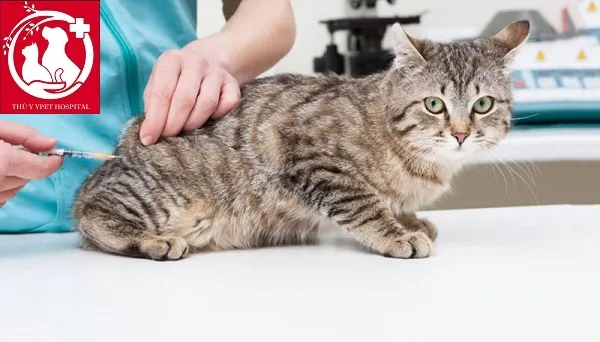 Bệnh sốt rét mèo (Feline Leukemia Virus)